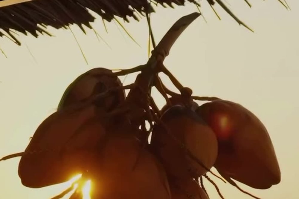 A bunch of coconuts hanging under the thatched roof against the setting sun