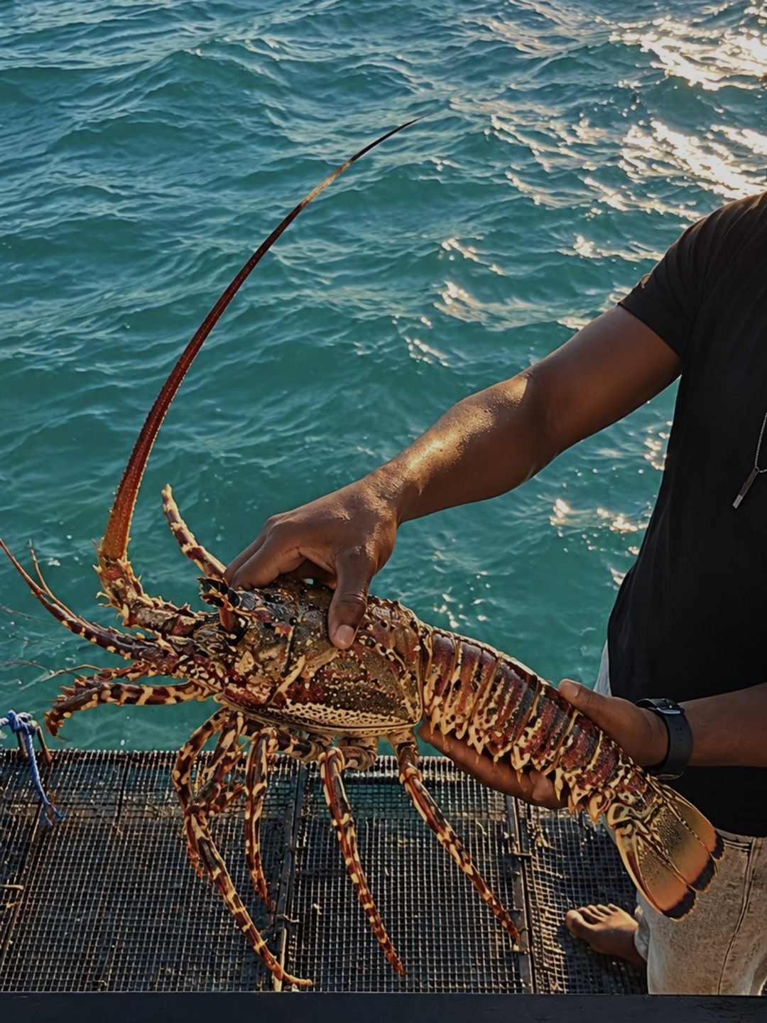 Live Lobster Selection